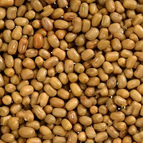 Moth (Dew Beans)